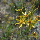 Image of Jacobaea racemosa subsp. kirghisica (DC.) Galasso & Bartolucci