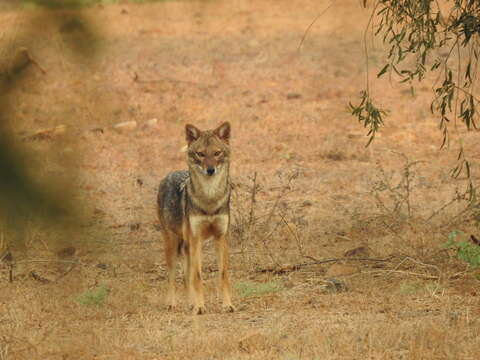 Image of Common jackal