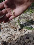 Image of Pterostylis nigricans D. L. Jones & M. A. Clem.