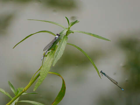 Image of Stream Bluet