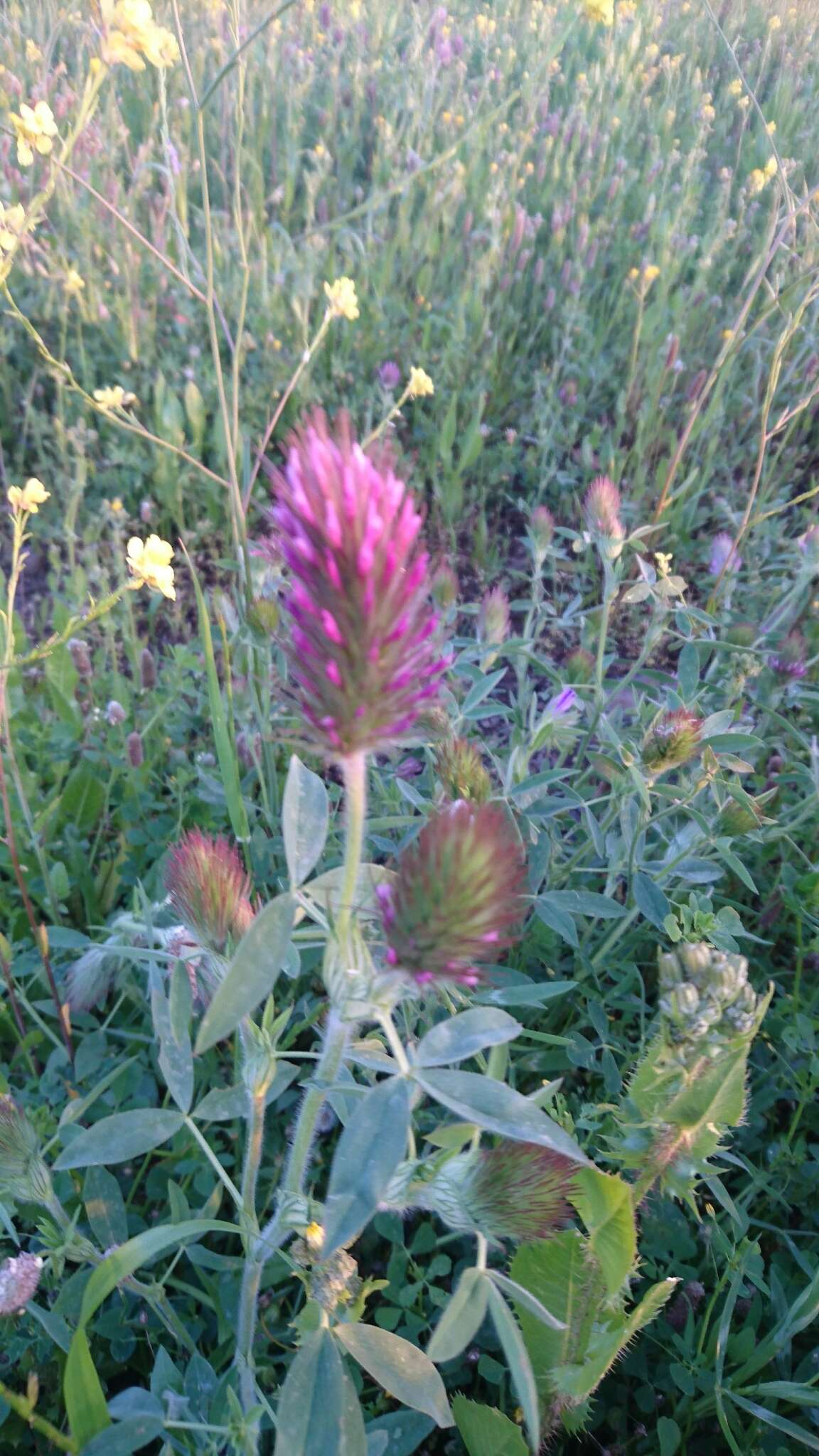 Image de Trifolium purpureum Loisel.