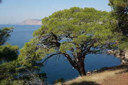 Image of Pinus brutia var. pityusa (Steven) Silba