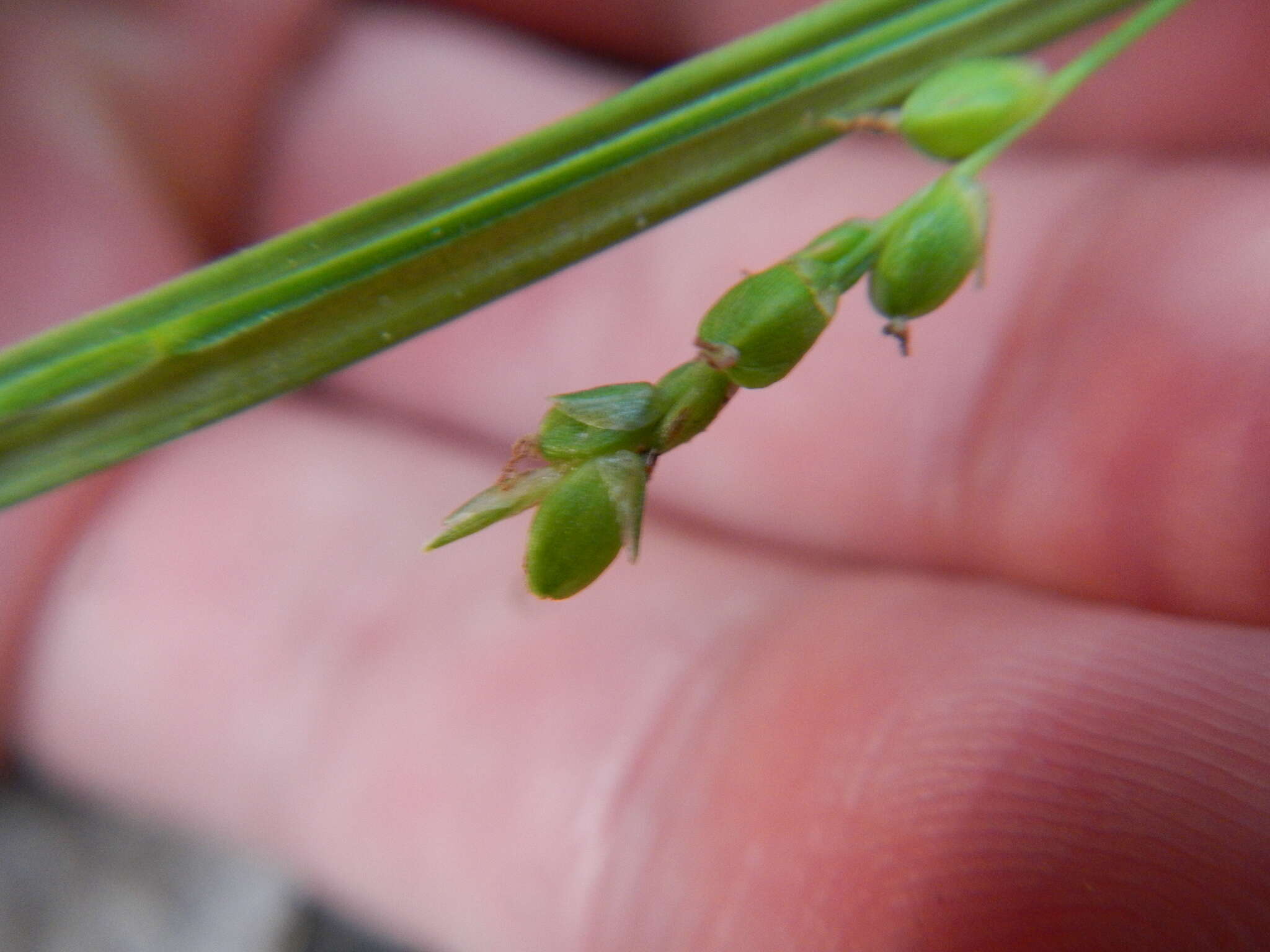 Image of slender woodland sedge