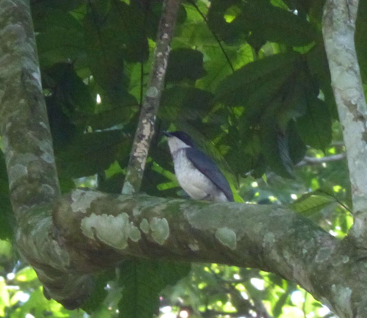 Image of African Forest Flycatcher