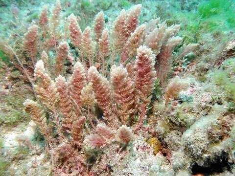 Image of Red asparagus algae