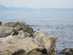 Image of Blue Rock Thrush