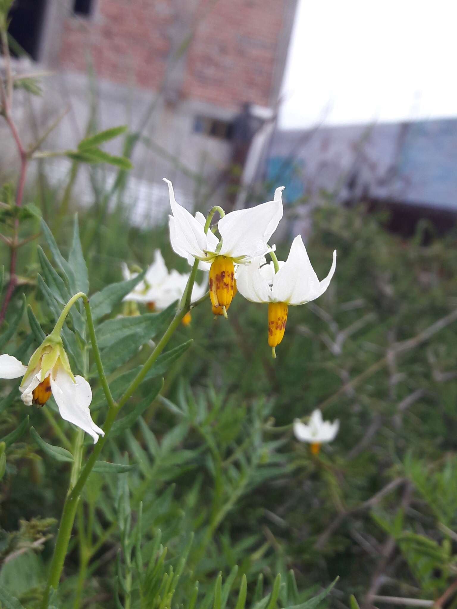 Imagem de Solanum pinnatisectum Dun.