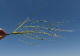 Image of Oryza australiensis Domin