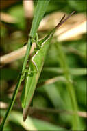 Imagem de Atractomorpha australis Rehn & J. A. G. 1907