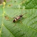 Image of Cyrtoclytus caproides (Bates 1873)