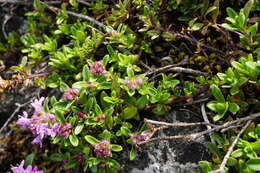 Image of Thymus odoratissimus Mill.