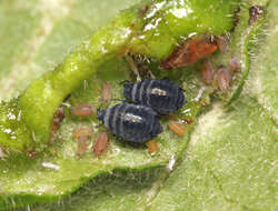 Image of Aphid