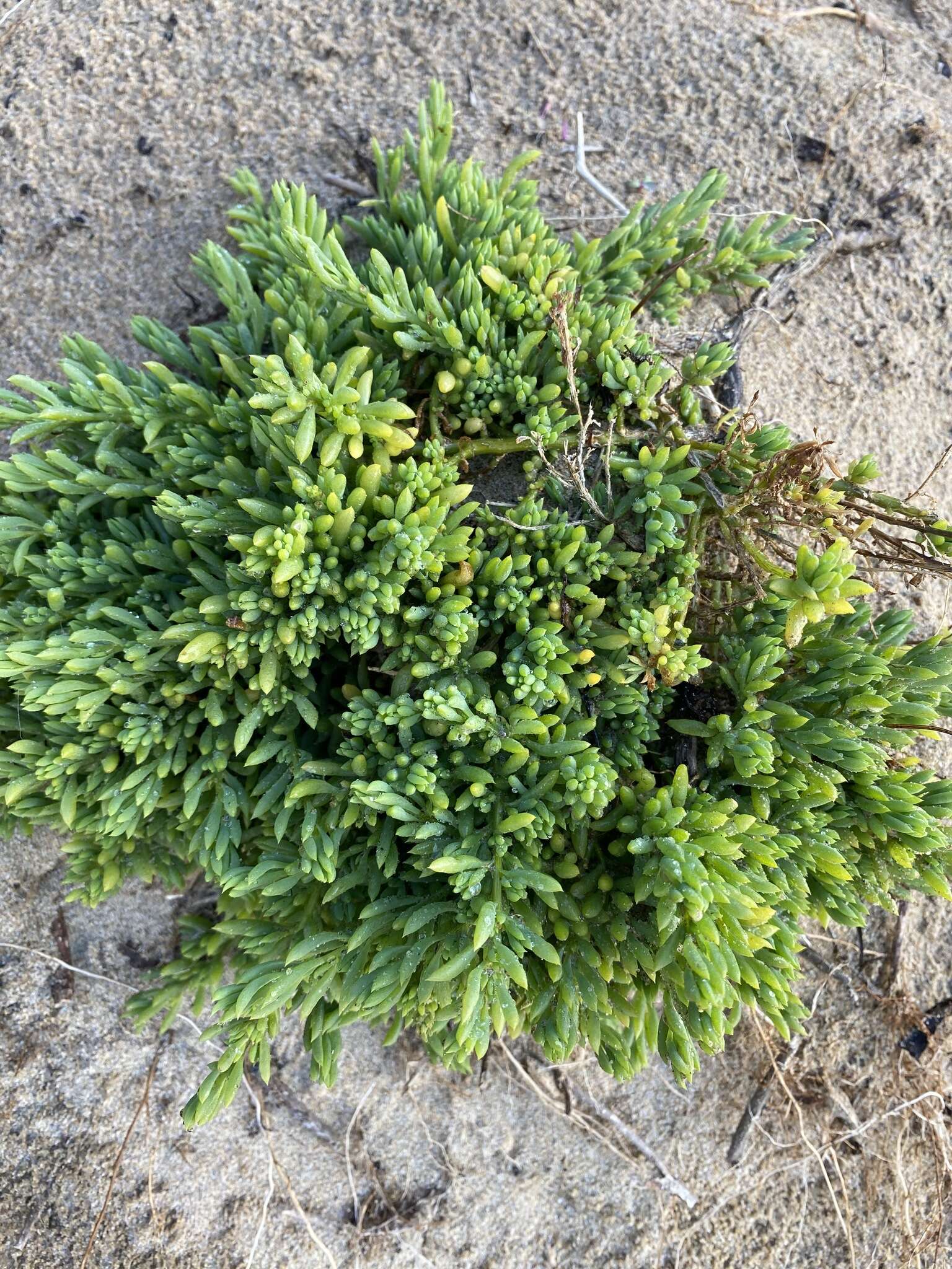 Image of Threlkeldia diffusa R. Br.