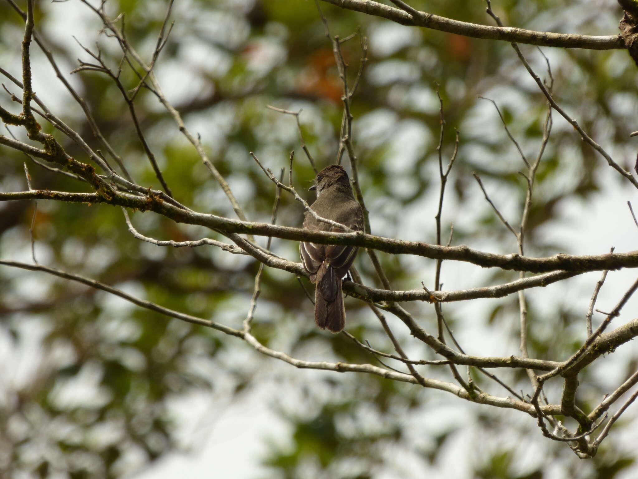 Image of Short-crested Flycatcher