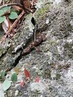 Image of Gray's Chinese Gecko