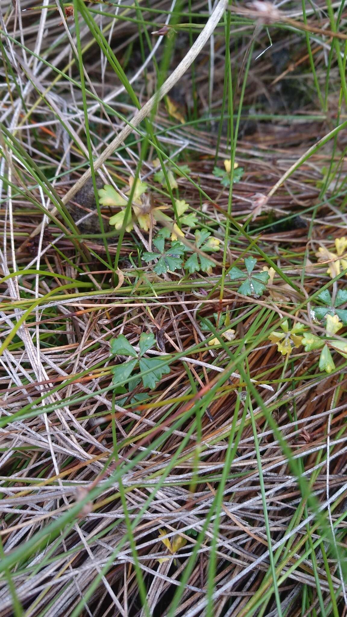 Image of Hydrocotyle muscosa R. Br. ex A. Rich.