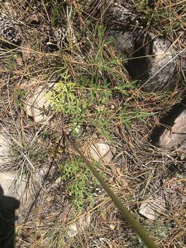 Слика од Cymopterus longiradiatus (Mathias, Constance & W. L. Theob.) B. L. Turner