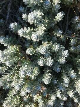 Image of Achillea maritima subsp. maritima