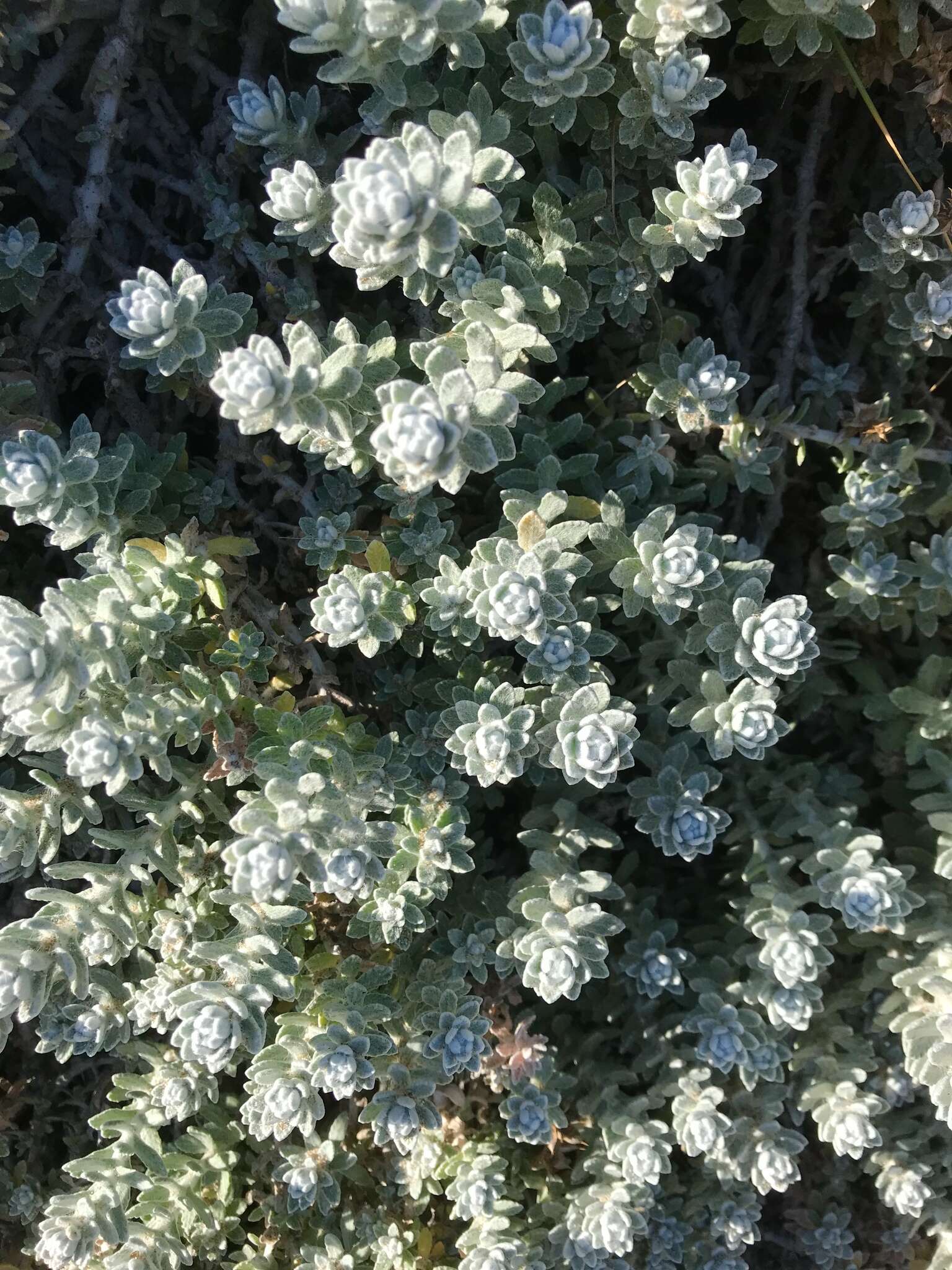 صورة Achillea maritima subsp. maritima