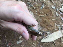 Image of Indian Forest Skink