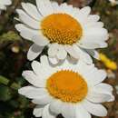 صورة <i>Leucanthemum sylvaticum</i>