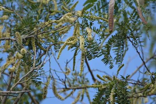 Image of Eysenhardtia adenostylis Baill.