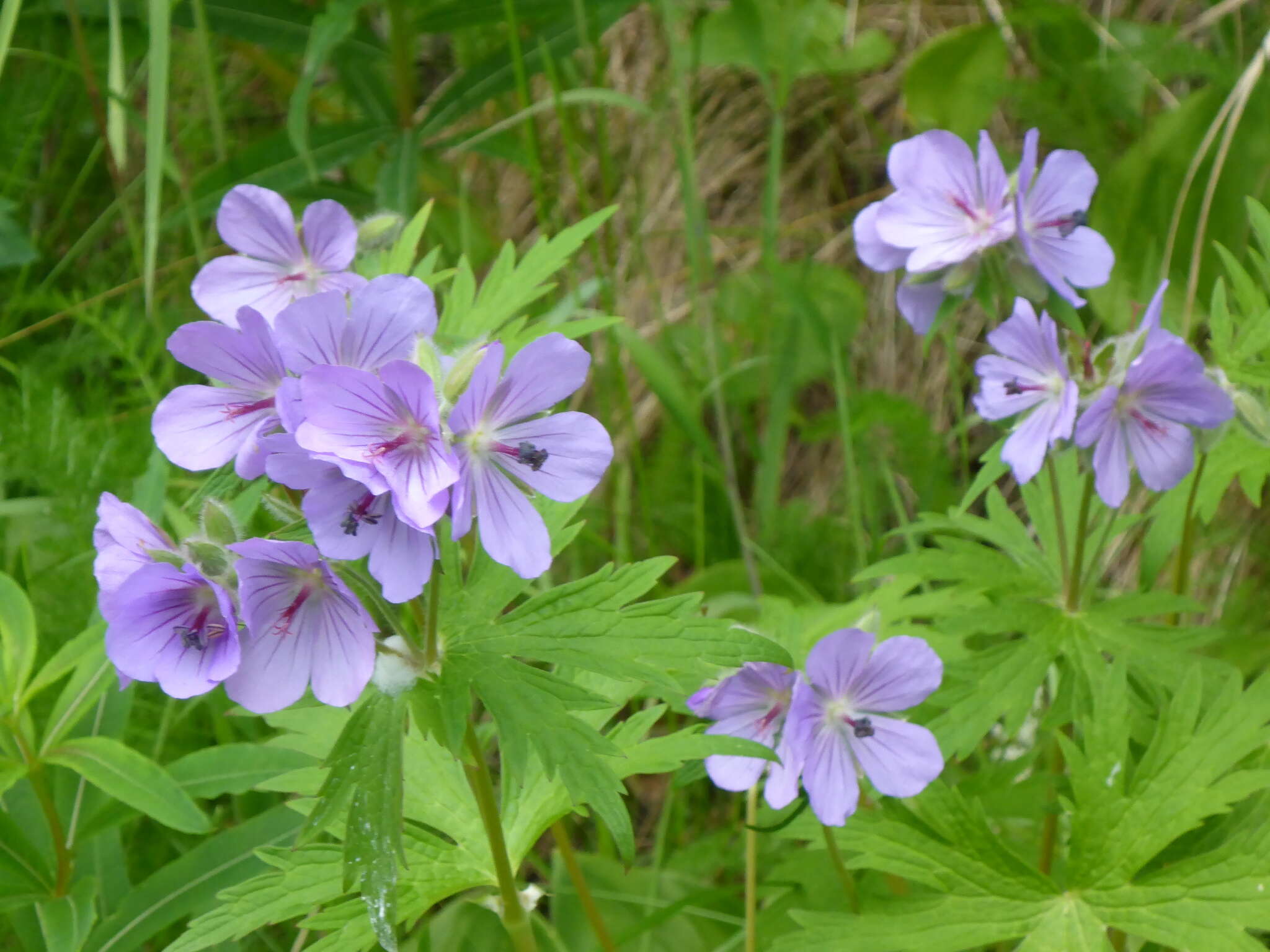 Imagem de Geranium erianthum DC.