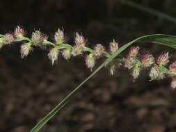 Image of Cenchrus caliculatus Cav.