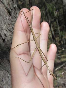 صورة Pachymorpha squalida (Gray & G. R. 1833)