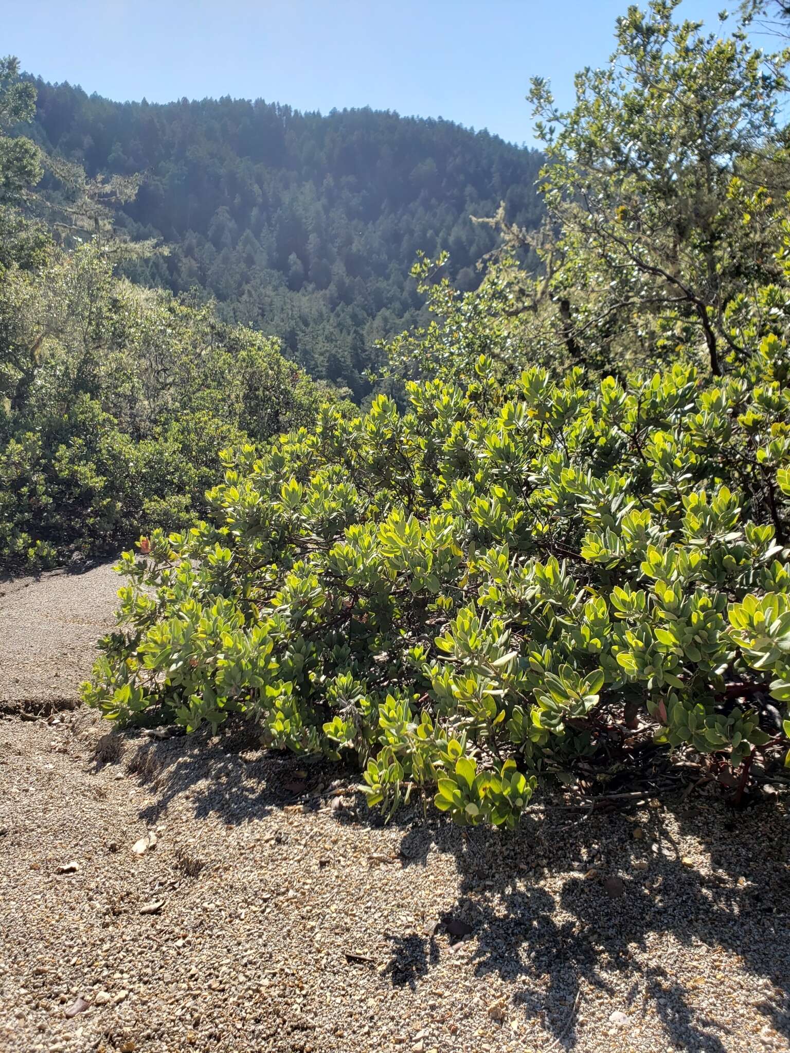 Image of woollyleaf manzanita