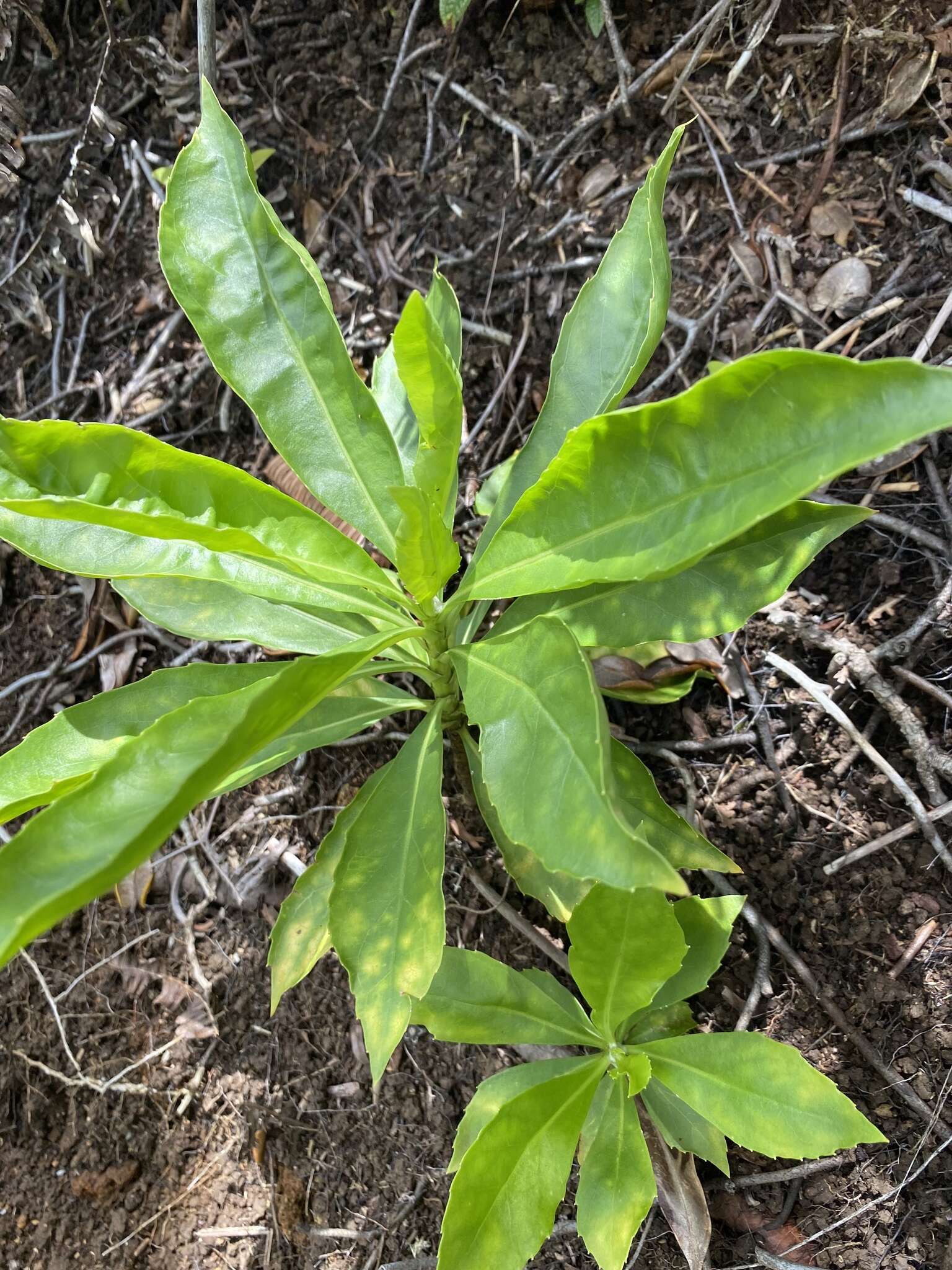 Image de Scaevola gaudichaudiana Cham.