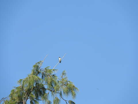 Image of White-breasted Woodswallow