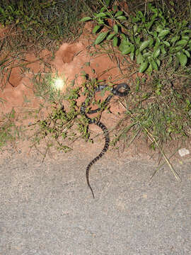 Image of Common Indian krait