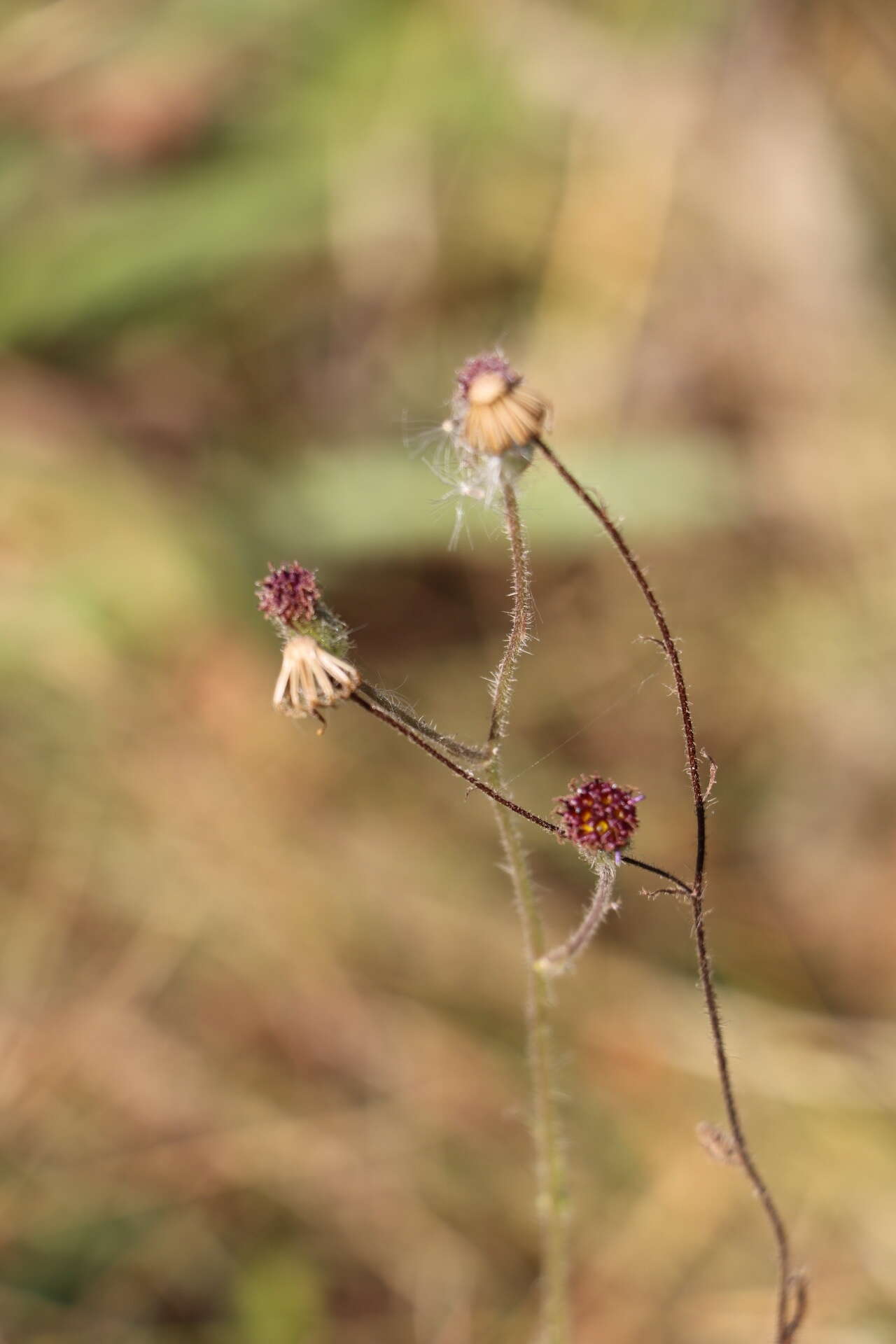 Image of Senecio erubescens var. incisus DC.