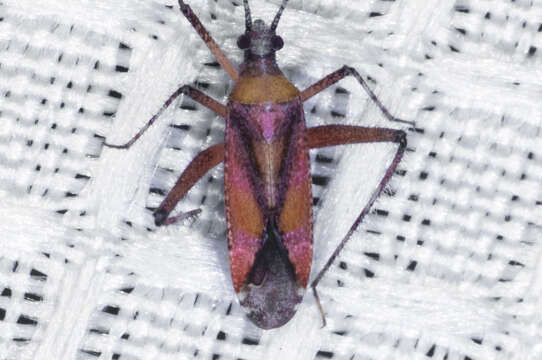 Image of Phytocoris roseus (Uhler 1894)