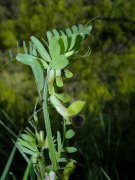 Imagem de Vicia melanops Sibth. & Sm.