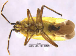 Macrotylus dorsalis Van Duzee 1916 resmi