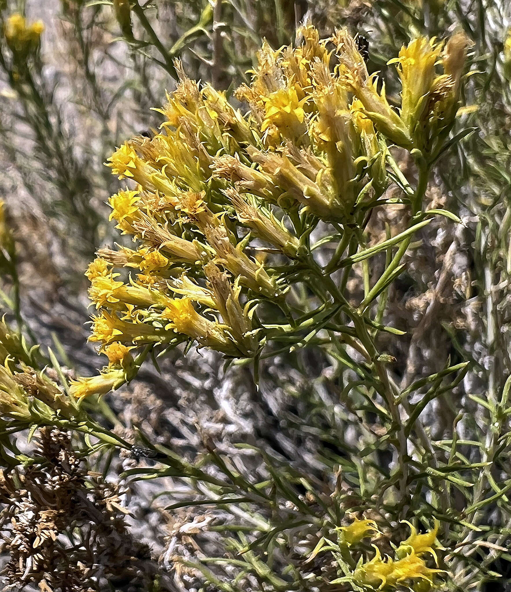 Imagem de Chrysothamnus greenei (A. Gray) Greene