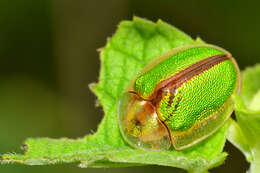 Слика од Physonota nitidicollis Boheman 1854