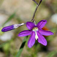 Image of Ixia ramulosa (G. J. Lewis) Goldblatt & J. C. Manning