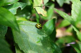 Sivun Calligrapha (Calligrapha) fulvipes Stål 1859 kuva