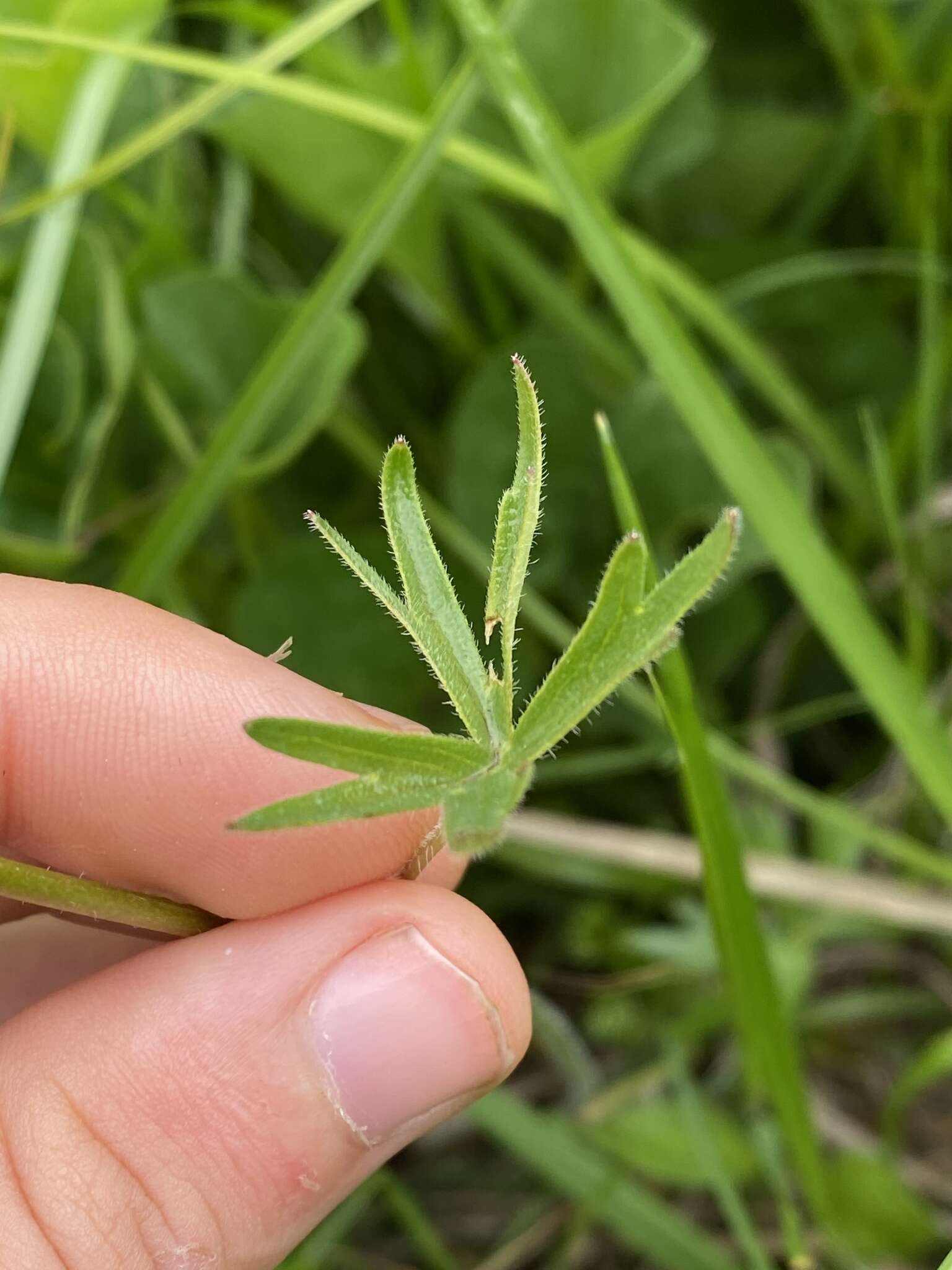 孔雀翠雀花的圖片