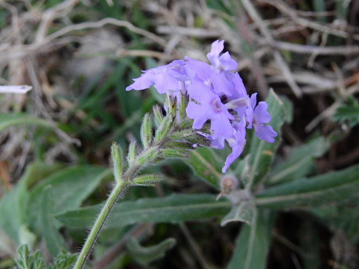 Image of Glandularia venturii (Moldenke) Botta