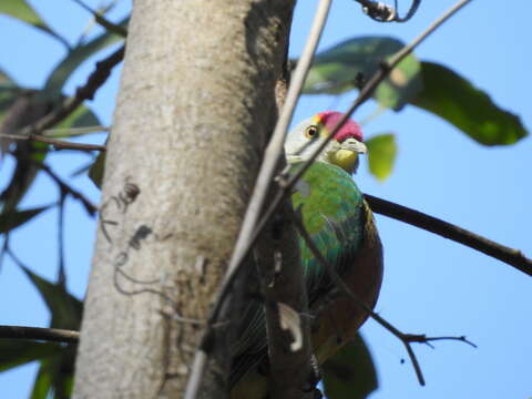 Image of Rose-crowned Fruit Dove