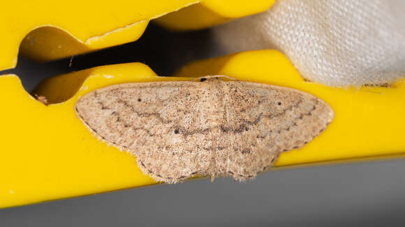 Image of Scopula hypochra Meyrick 1888