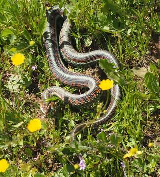 Image of Thamnophis sirtalis infernalis (Blainville 1835)