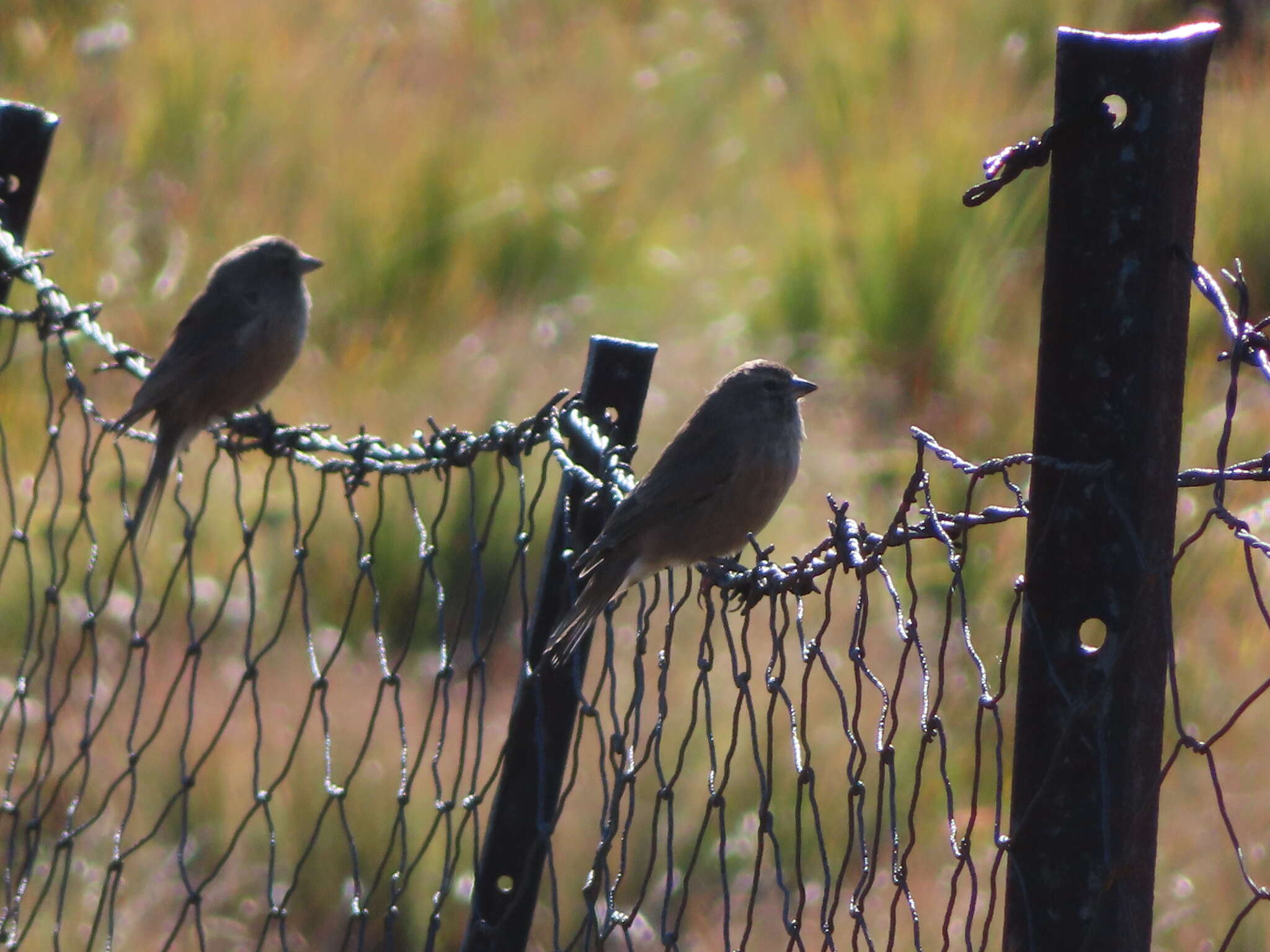 Image of Drakensberg Siskin