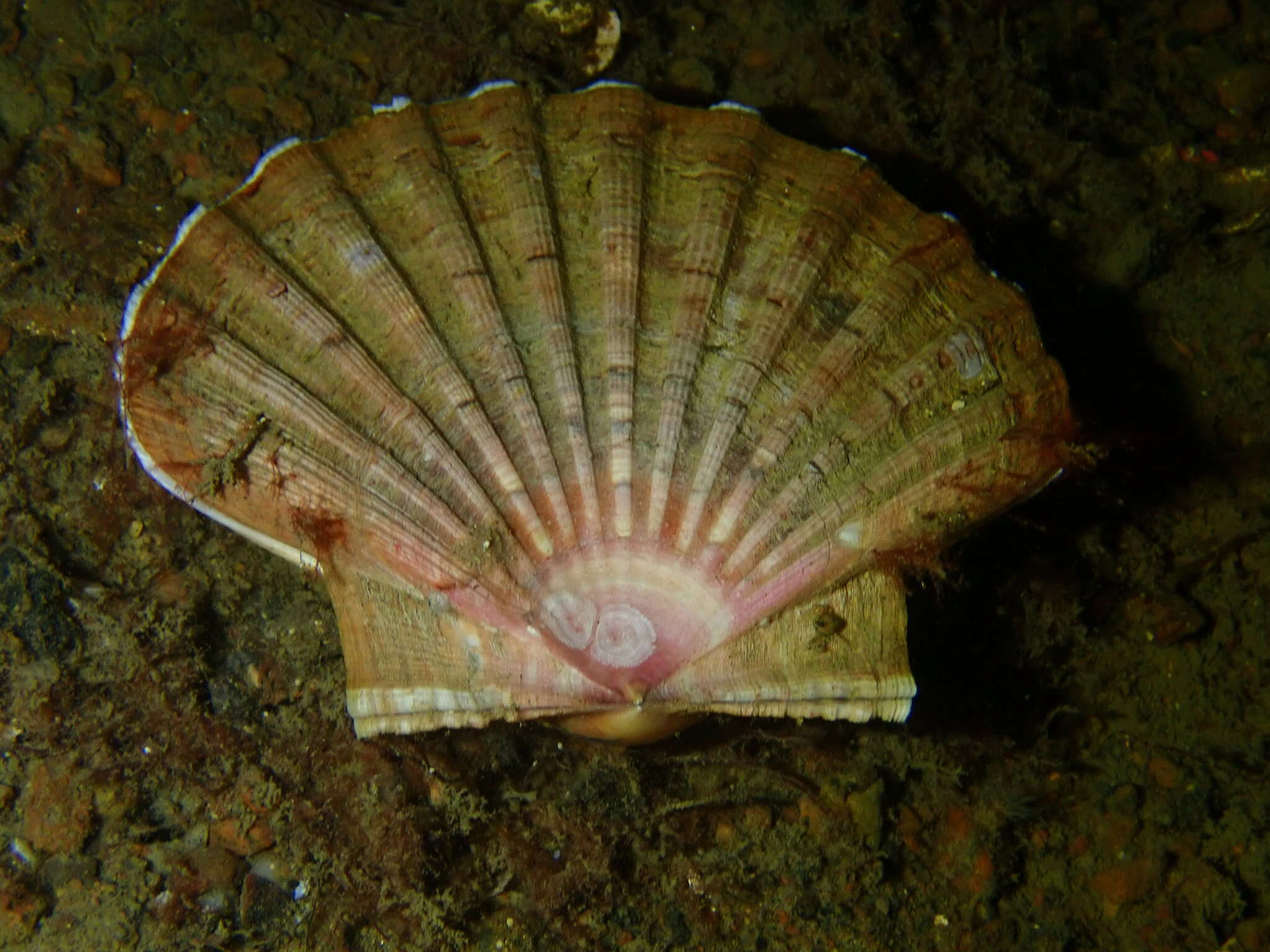 Image of Great Atlantic scallop