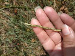 Image of Elymus reflexiaristatus subsp. strigosus (Schult.) Melderis