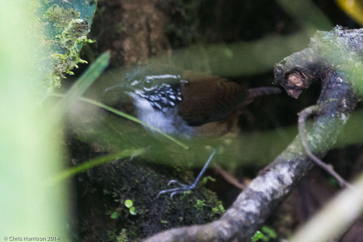 Image of White-breasted Wood Wren